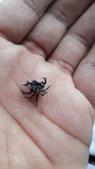 Hyllus