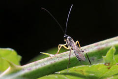Sericopimpla australis