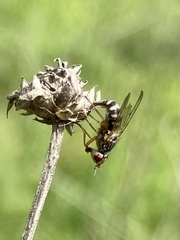 Dorycera judea