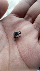 Hyllus