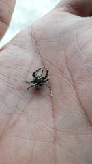 Hyllus