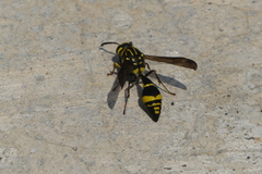 Coeleumenes impavidus