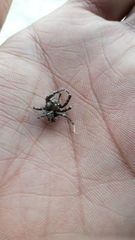 Hyllus