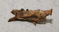 Kroonia natalica