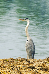 Ardea cinerea