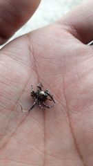Hyllus