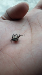 Hyllus