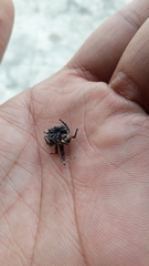 Hyllus