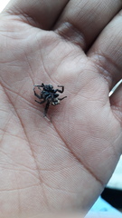 Hyllus