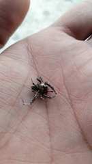 Hyllus