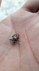 Hyllus