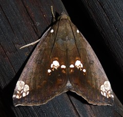 Achaea illustrata