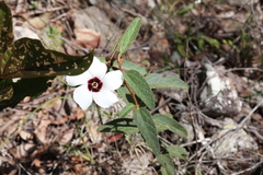 Hibiscus normanii