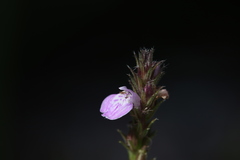 Rostellularia adscendens