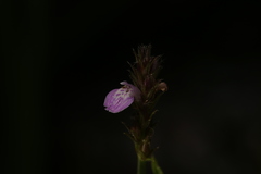 Rostellularia adscendens
