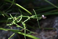 Rostellularia adscendens