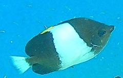 Hemitaurichthys zoster