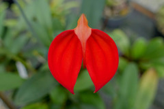 Masdevallia ignea