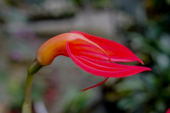 Masdevallia ignea
