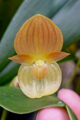 Pleurothallis lunaris