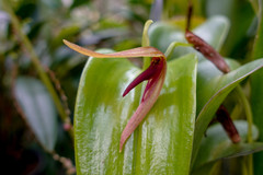 Pleurothallis altimonile