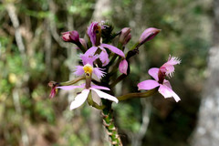 Epidendrum