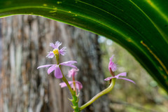 Epidendrum