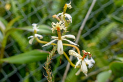 Epidendrum