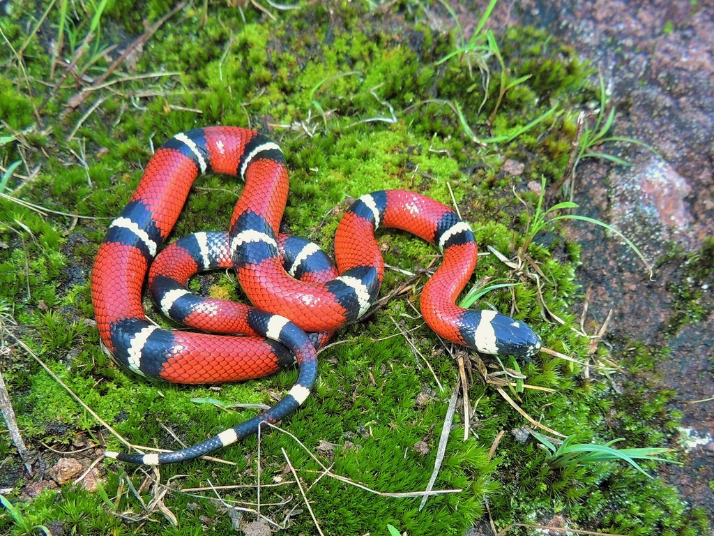 West Mexican Milksnake from Yécora, Son., Mexico on July 25, 2015 at 08 ...