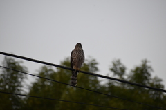 Accipiter cooperii