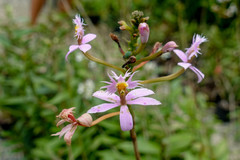 Epidendrum