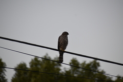 Accipiter cooperii