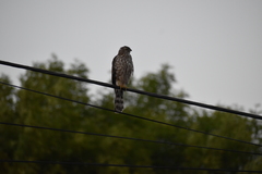 Accipiter cooperii