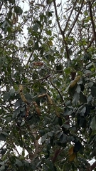 Inga edulis