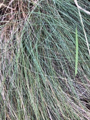 Festuca actae