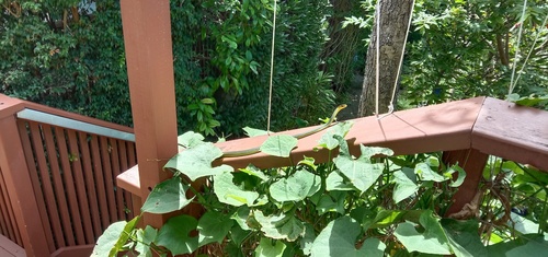 Common Tree Snake sighting