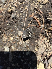 Litocala sexsignata