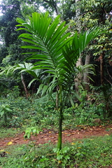 Areca catechu
