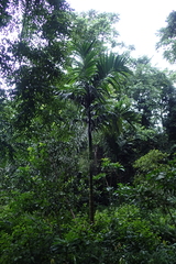 Areca catechu