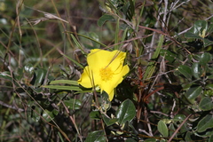 Hibbertia longifolia