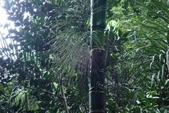 Areca catechu