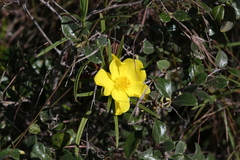 Hibbertia longifolia