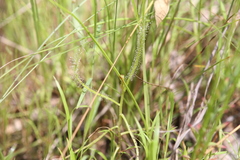 Drosera serpens