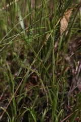 Drosera serpens