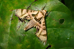 Batocnema coquerelii