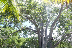 Adansonia digitata