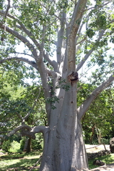 Adansonia digitata