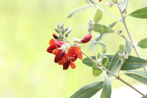 Image of Gastrolobium grandiflorum by (c) Hugo Innes, some rights reserved (CC BY)