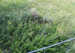 Berkheya carduoides