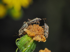 Nysius graminicola